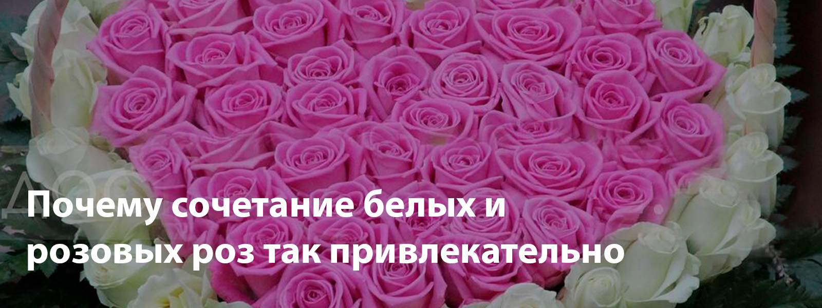 Почему сочетание белых и розовых роз так привлекательно