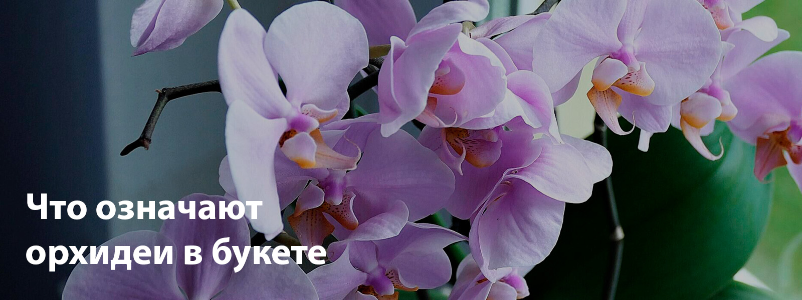 Что означают орхидеи в букете