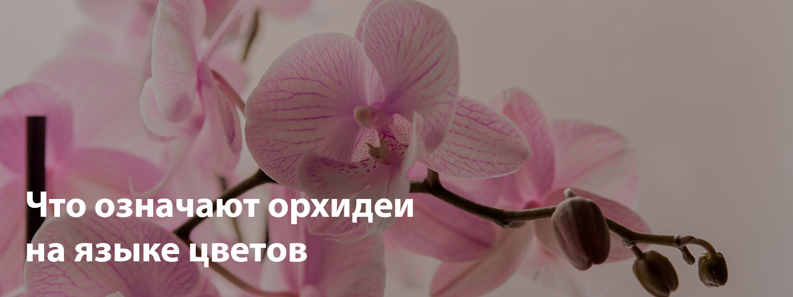 Что означают орхидеи на языке цветов