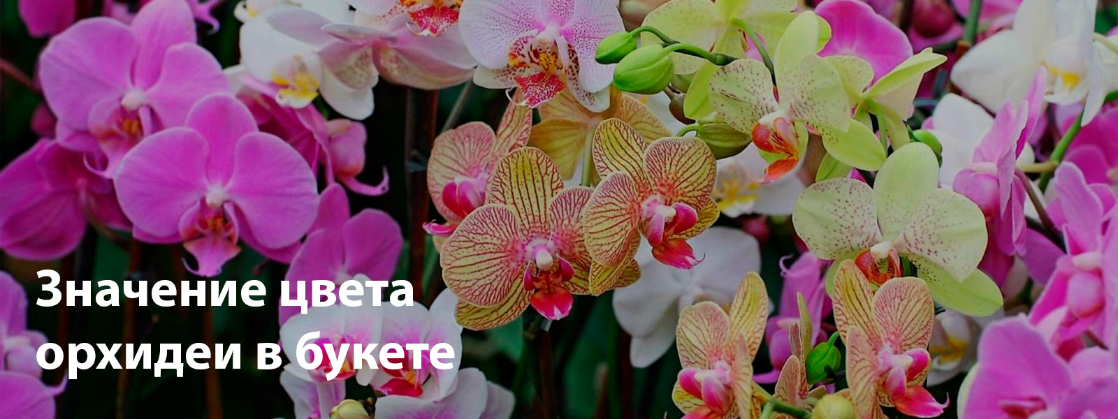 Значение цвета орхидеи в букете