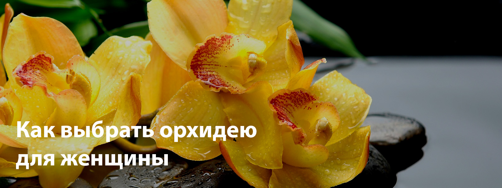 Как выбрать орхидею для женщины