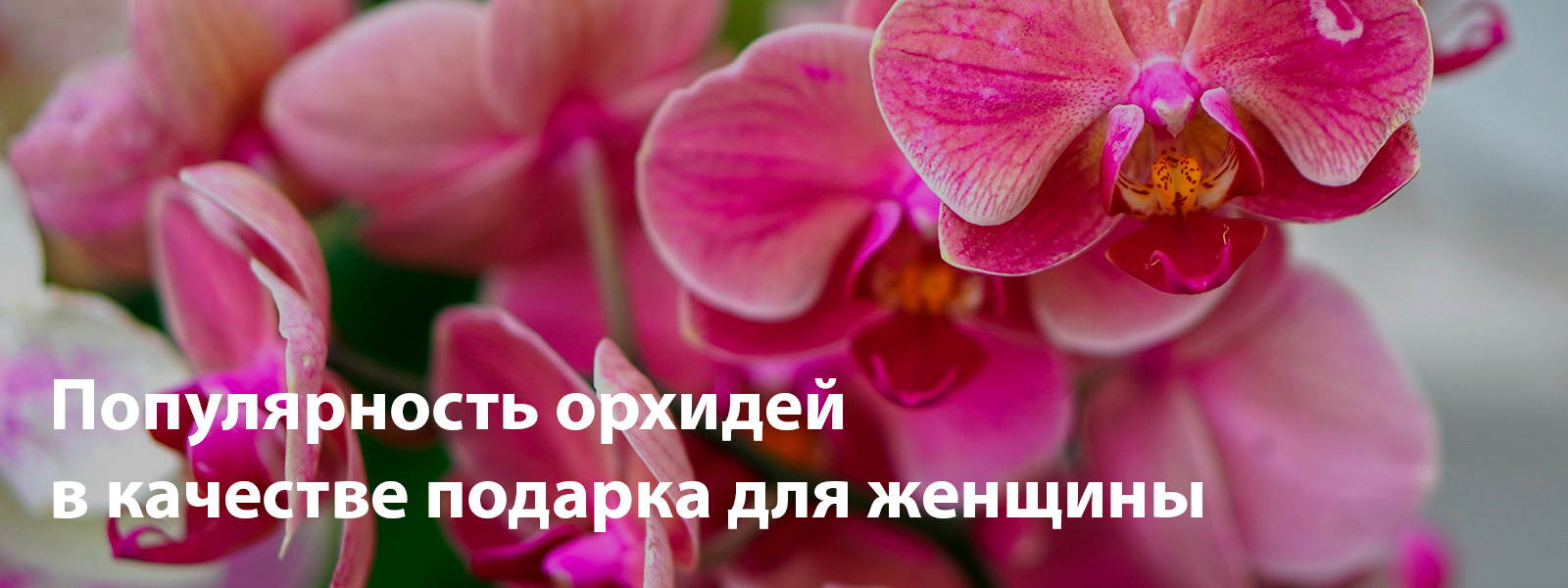Популярность орхидей в качестве подарка для женщины