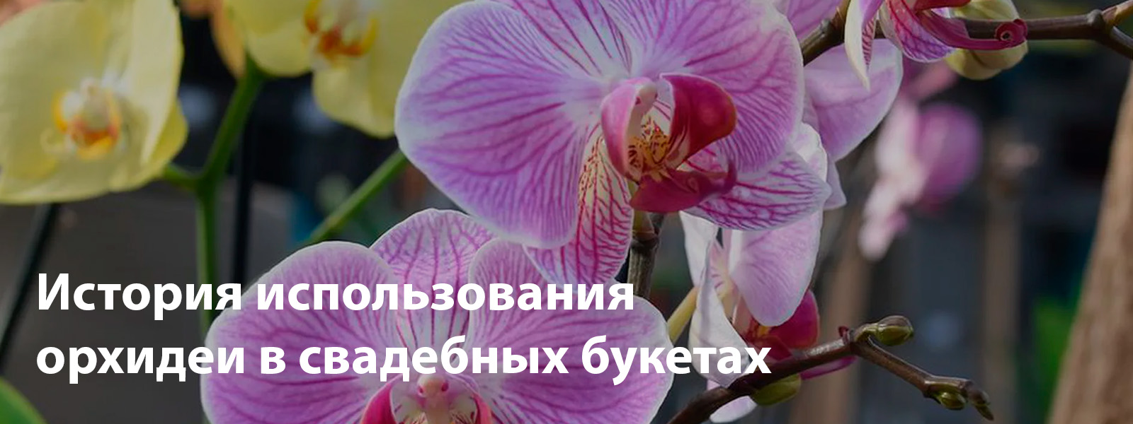 Зачем использовать орхидеи в свадебном букете