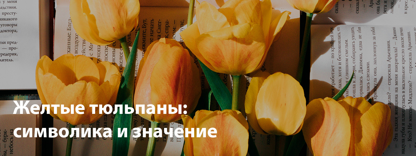 Желтые тюльпаны: символика и значение