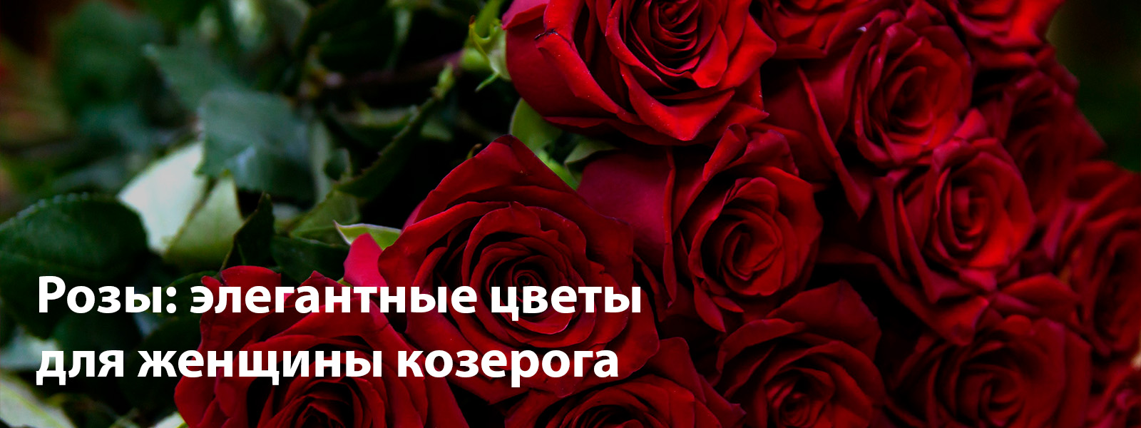 Розы - элегантные цветы для женщины козерога