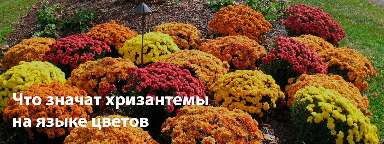 Что значат хризантемы на языке цветов