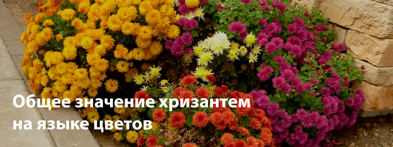 Общее значение хризантем на языке цветов