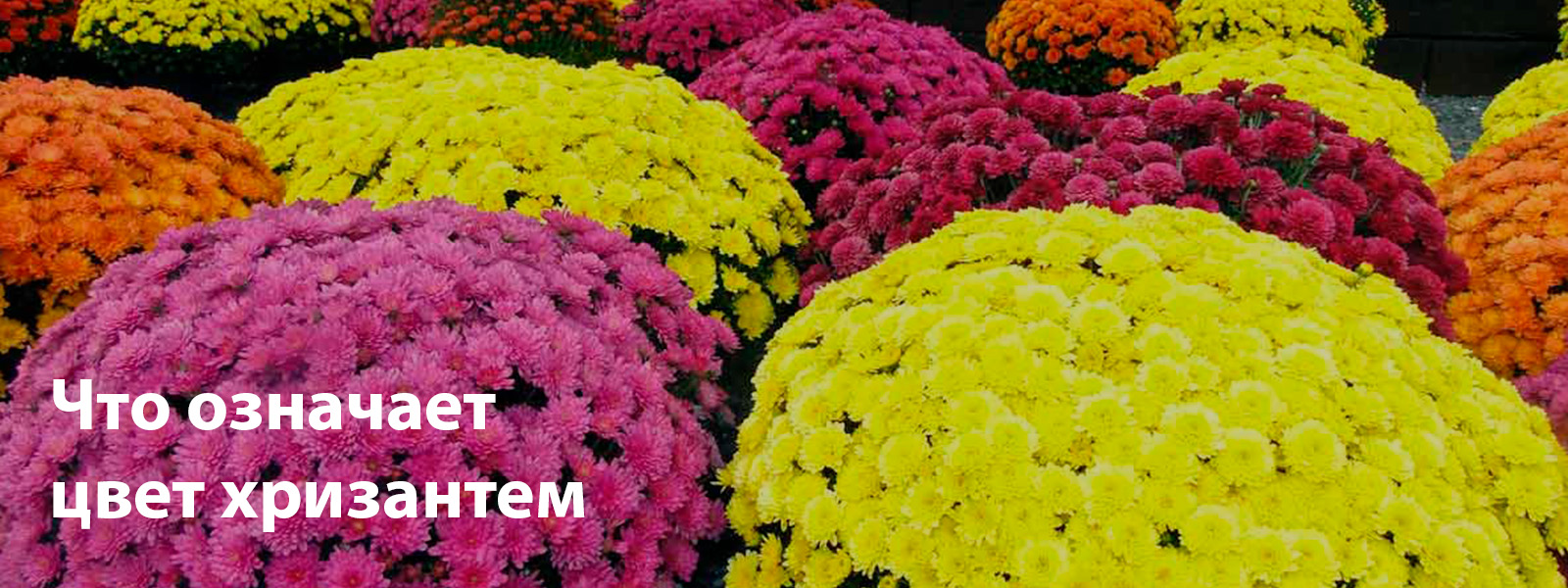 Цвет хризантемы и его значение