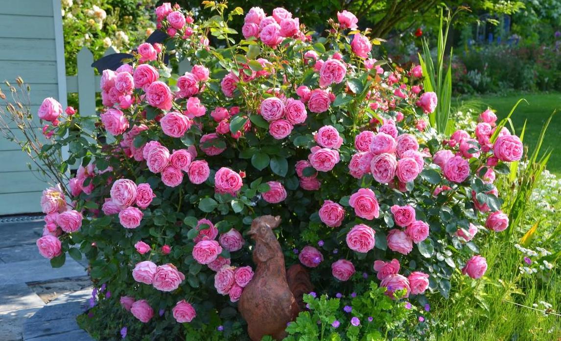 Как правильно посадить розу привитую на шиповнике