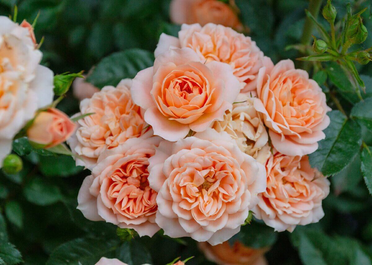 Отзывы садоводов и флористов о розе Чарльз Остин