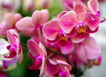 К чему дарят орхидеи женщинам