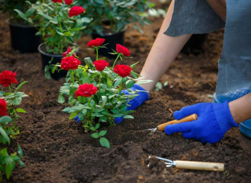 Можно ли сажать розы в начале апреля: преимущества и недостатки
