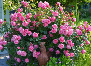 Как правильно посадить розу привитую на шиповнике