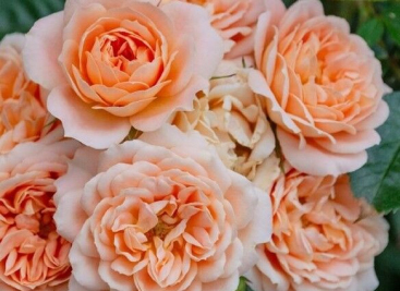 Роза английская Чарльз Остин: фото, описание, отзывы