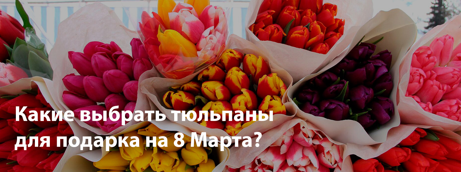 Какие выбрать тюльпаны для подарка на 8 Марта?