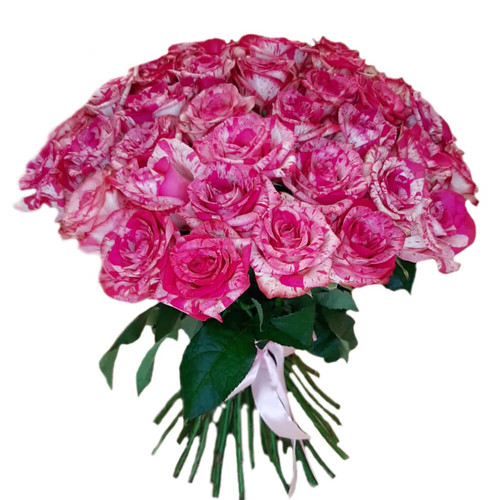 Букет из 51 розовой розы (Paloma)